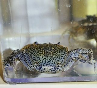 Live Panther Crab Rare Freshwater Aquarium Invertebrate (pls Read Descr)