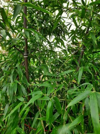 Rare Black Bamboo Rooted 1 Cutting