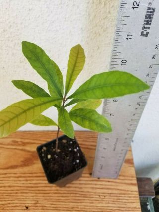 Miracle Fruit Plant (synsepalum Dulcifcum) Berry Bonsai - Rare Tropical Tree