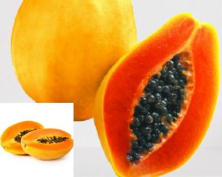 Papaya Seeds Rare Dwarf Waimanalo Papaya Tropical Fruit Seeds 100 Natural