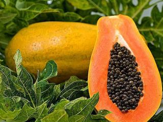 Papaya Seeds Rare Dwarf Waimanalo Papaya Tropical Fruit Seeds 100 Natural 2
