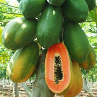 Papaya Seeds Rare Dwarf Waimanalo Papaya Tropical Fruit Seeds 100 Natural 3