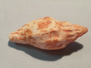 Festilyria Festiva - Rare Volute Specimen Shell From Oman
