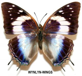 Insect Butterfly Moth Nymphalidae Charaxes Violetta - Rare Female