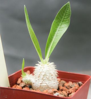 Pachypodium Brevicaule Own Roots Seed Grown Branching Rare Slow Growing