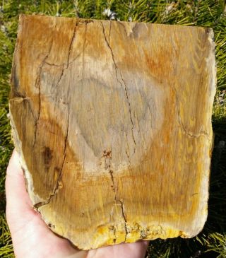 FACE CUT RARE STINKING WATER PASS PETRIFIED WOOD SPECIMEN RINGS PLANK OR 4.  5LBS 2