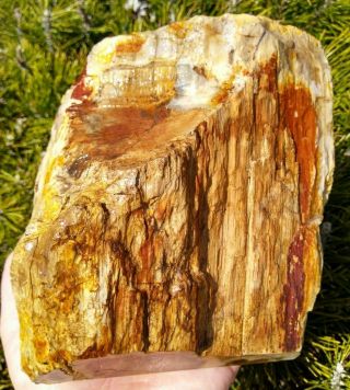FACE CUT RARE STINKING WATER PASS PETRIFIED WOOD SPECIMEN RINGS PLANK OR 4.  5LBS 3