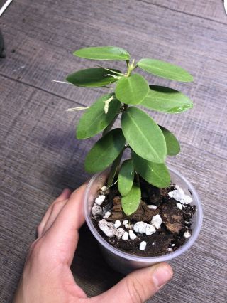 Hoya Cumingiana/bush Hoya/lightly Rooted/3”/new Growth /rare /wax Plant