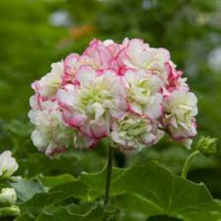 Apple Blossom Rosebud Pelgonium Geranium Live Plant - Very Rare
