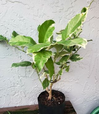 Rare Pink Variegated Lemon Adult Tree Citrus Fruting Age 16 " Tall In A Pot