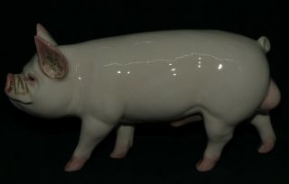 Beswick Pig Middle White Boar One Of The Rare Breeds Series Perfect Boxed
