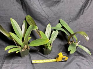 Bulbophyllum Vanvuurenii X Foetidum Rare Orchid Hybrid Plant