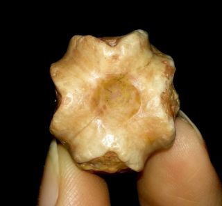 Rare Blastoid Fossil,  Deltoblastus Timorensis From Timor,  21mm