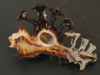 Rarely Seen.  (murex) Homalocantha Granpoderi 39.  1mm/gem Philippines Seashell