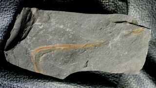 Very Rare,  Big Devonian Fossil Plant - Psilophyton