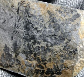 , Rare Carboniferous Fossil Plant - Sphenopteris Quadridactylites