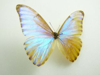 , Entomology,  Butterfly: Morpho Aurora Aurora Male Bolivia Rare,
