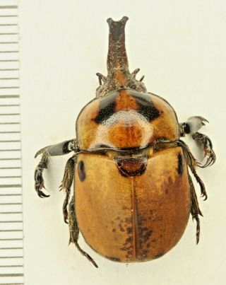 Scarabaeidae Rutelinae Ceroplophana Modigliani Rare And Large Sumatra
