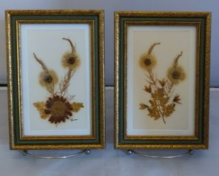 Rare Vintage Pressed Dried Flowers England,  Framed & Signed,  5.  5x8 " Set Of 2