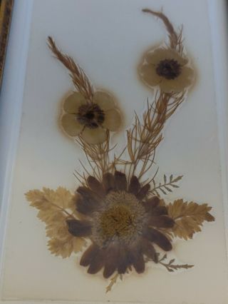 RARE Vintage Pressed Dried Flowers England,  Framed & Signed,  5.  5x8 