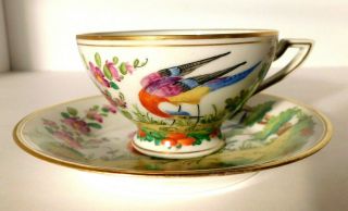 Antique Cowell & Hubbard Hand Painted Exotic Bird Cup And Saucer Rare