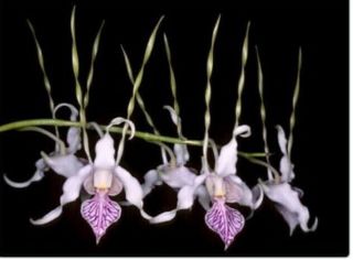 Dendrobium Statiotes Den Orchid Species Antelope Unique Rare