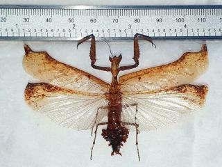 Very Rare Mantidae Acanthops Sp Dead Leaf Mantis Fantastic Mantiidae Ecuador