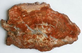 Rare,  Polished Utah,  Permian Petrified Wood Round L