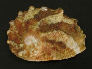 Rarely Seen Beauty.  Haliotis Volcanius 36.  4mm Indonesia Seashell
