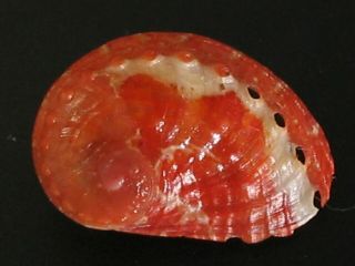 Rarely Seen Beauty.  Haliotis Tomricei 13.  1mm Philippines Seashell