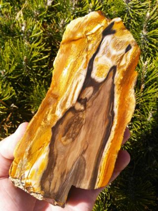 Face Cut Rare Colorful Black Orange Opal Nevada Petrified Wood Specimen 1.  75lbs