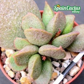 Adromischus “silver Abalone” Rare Succulent Plant 18/4 King Size Hybrid