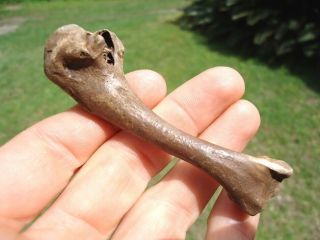 Rare Fossil Prairie Chicken Humerus Florida Fossils Bird Bone Avian Skeleton Jaw