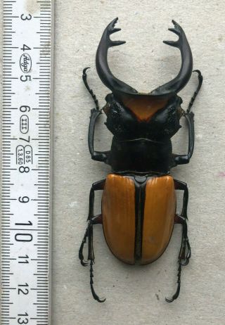 Lucanidae,  Odontolabis Yasuokai,  Sumatra,  Giant,  Very Rare,  81,  Mm,  A1