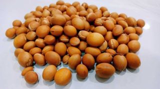 Argan Oil Seeds Rare Seed Nuts Tree Argania Spinosa Bio Harvest 15pcs To 5lb