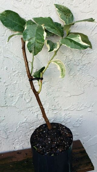Rare Pink Variegated Lemon Adult Tree Citrus Fruting Age 14 " Tall In A Pot