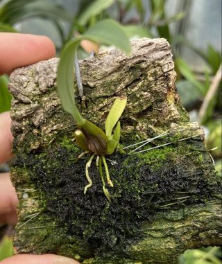Bulbophyllum Pleurothallidanthum Rare Orchid Species Seedling