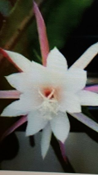 Rare Wedding Bells Epiphyllum Orchid Cactus Rooted Plant Grace White Red Flower
