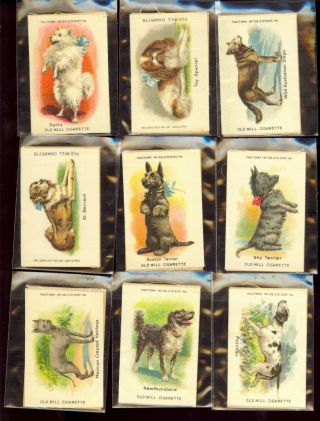 1910 Old Mill Cigarette Tobacco Silk S4 BREEDS OF DOGS Full SET (25) EX/MT 2