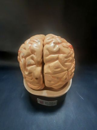 Vintage Clay Adams Brain Anatomical Model Neuroanatomy Detailed Classic
