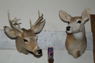 Pair Young Love Vtg Whitetail Deer Head Shoulder Mount Doe Taxidermy Antler Mule