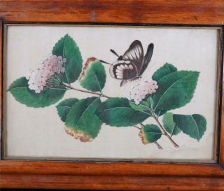 Antique Chinese Qing Period Silk Pith Picture Watercolour Painting Butterfly A