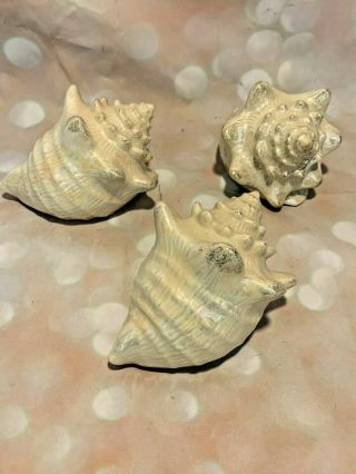 Set Of 3 Vintage Lenox Rare China Conch Seashell Collectibles Home Decor Display