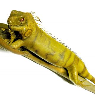 Vintage Lg 44 - 3/4 " Green Iguana Lizard Life Size Taxidermy Mount On Wood Branch