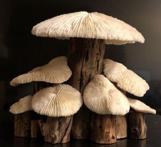 Vintage Coral Mushroom Mcm Coral Shades Wood Psychedelic Retro Trippy Art 9”x10”