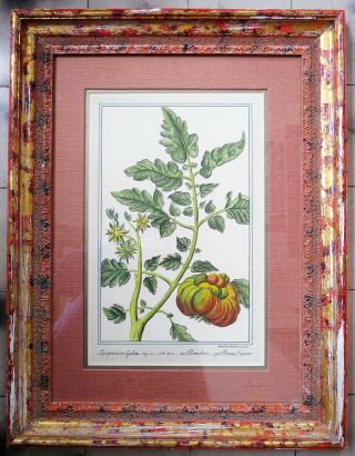 Vintage Botanical Print Framed Art By Guild Master