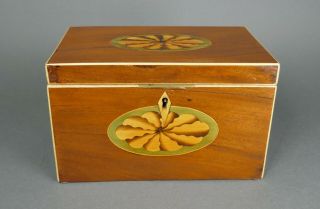 Fine Antique English Shell Inlaid Mahogany Tea Caddy Wood Box