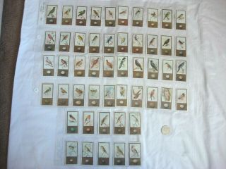 Godfrey Phillips Cigarette Cards - British Birds & Their Eggs - Set Of 50 Card 