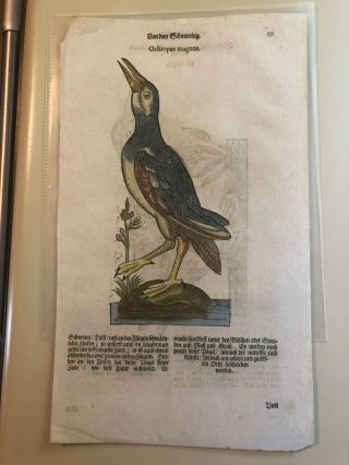 1557 Conrad Gesner Folio Woodcut Leaf Colored Engravings Of Two Birds