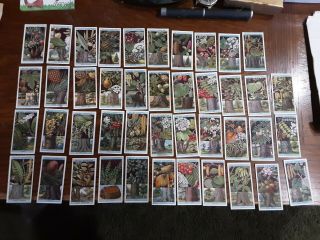 1924 Wills Cigarette Cards / Flowering Trees & Shrubs / 43 Out Of 50 Series
